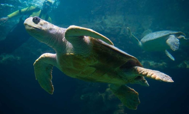 a5e3e0a2f1762866a7b260ca9fd4ca74 780x470 1